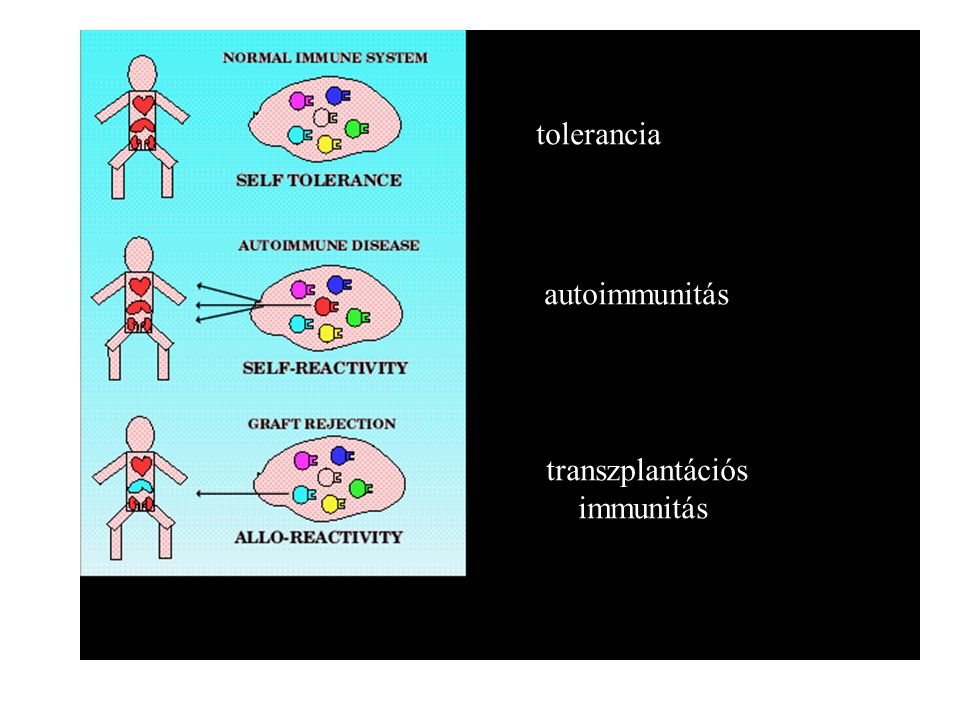 tolerancia autoimmunitás transzplantációs immunitás