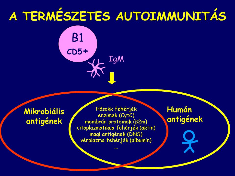 A TERMÉSZETES AUTOIMMUNITÁS Mikrobiális antigének