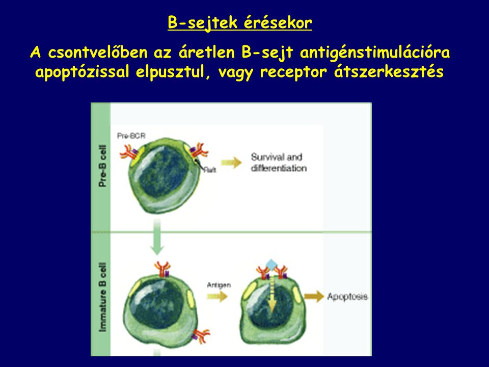B-sejtek érésekor A csontvelőben az áretlen B-sejt antigénstimulációra apoptózissal elpusztul, vagy receptor átszerkesztés.