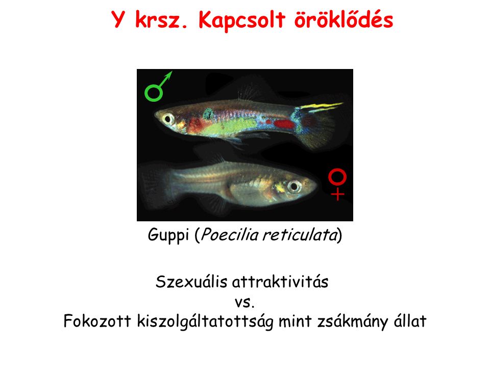+ Y krsz. Kapcsolt öröklődés Guppi (Poecilia reticulata)