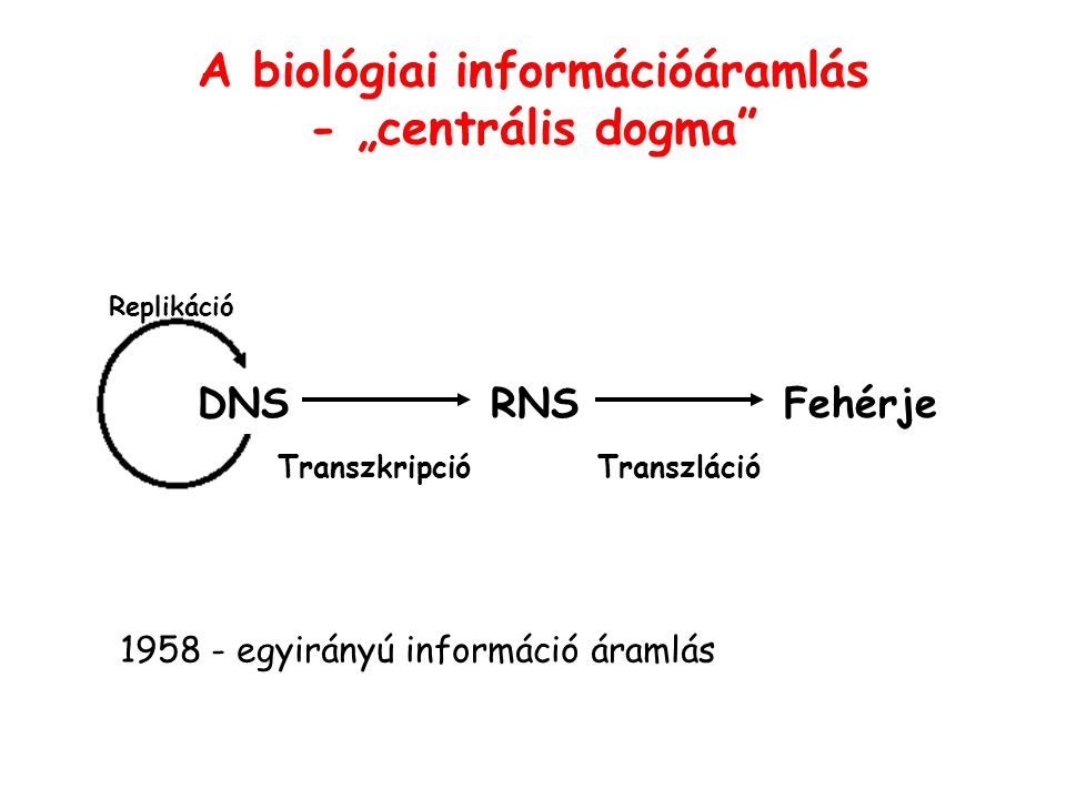 A biológiai információáramlás - „centrális dogma