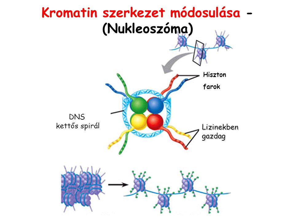 Kromatin szerkezet módosulása - (Nukleoszóma)