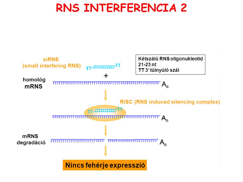 (small interfering RNS)