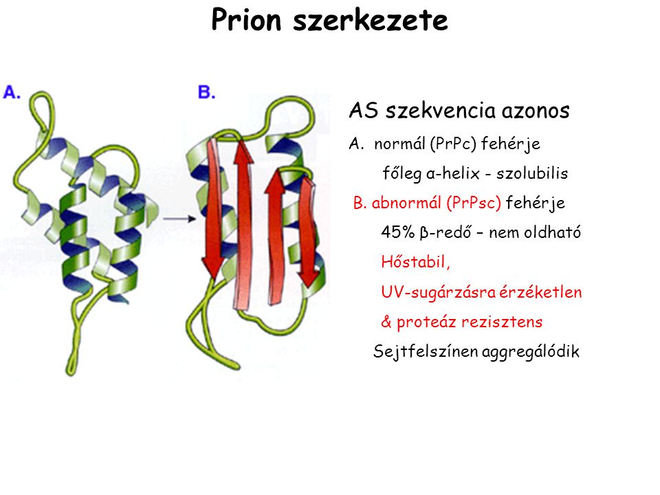 Prion szerkezete AS szekvencia azonos A. normál (PrPc) fehérje
