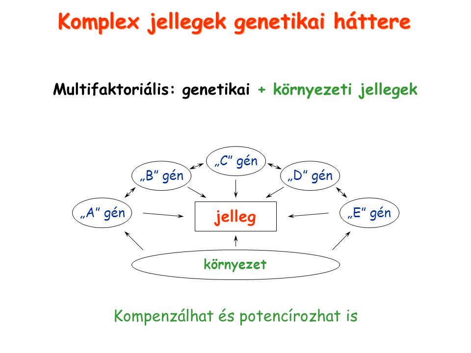 Komplex jellegek genetikai háttere