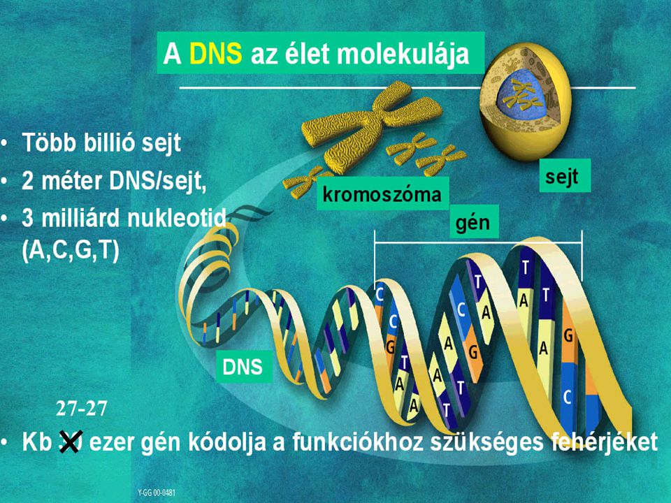 A genetikai információ hordozója elsősorban a DNS