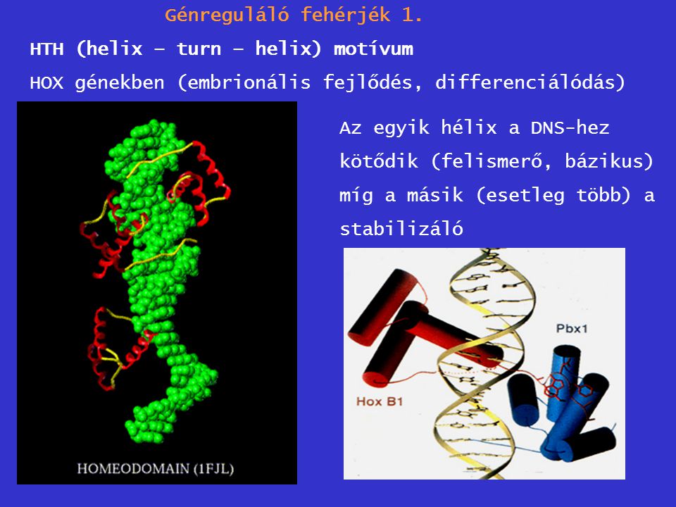 Génreguláló fehérjék 1. HTH (helix – turn – helix) motívum. HOX génekben (embrionális fejlődés, differenciálódás)