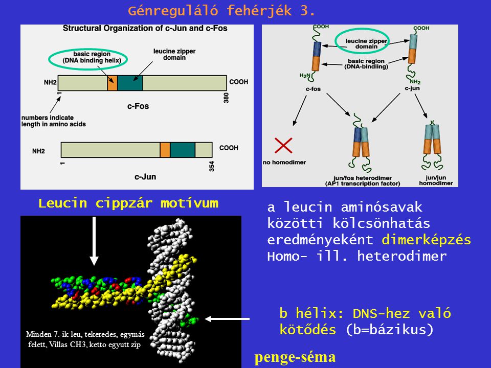 penge-séma Génreguláló fehérjék 3. Leucin cippzár motívum
