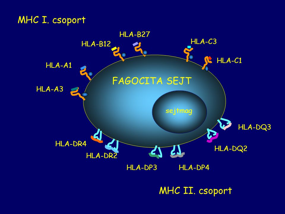 MHC I. csoport FAGOCITA SEJT MHC II. csoport HLA-B27 HLA-B12 HLA-C3