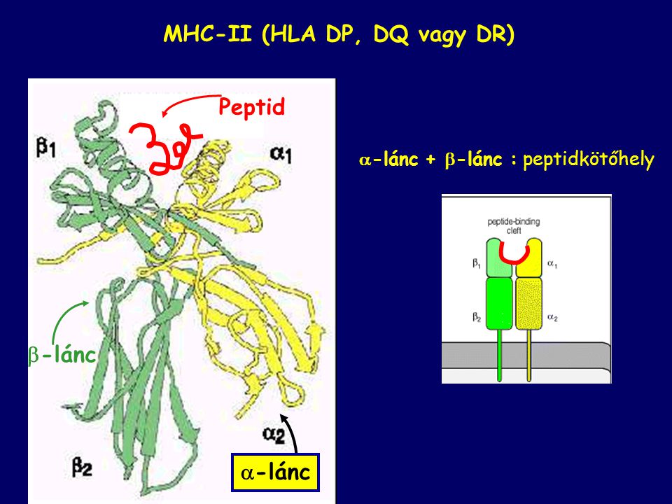 MHC-II (HLA DP, DQ vagy DR)