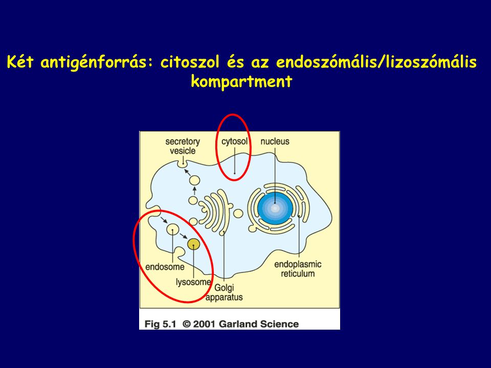 Két antigénforrás: citoszol és az endoszómális/lizoszómális kompartment