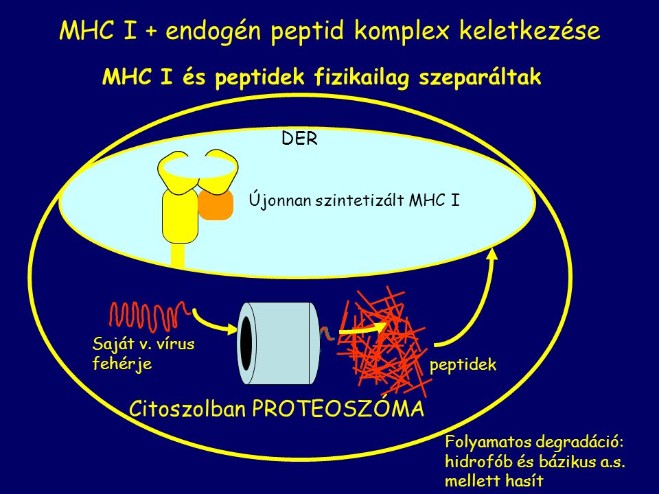 MHC I és peptidek fizikailag szeparáltak