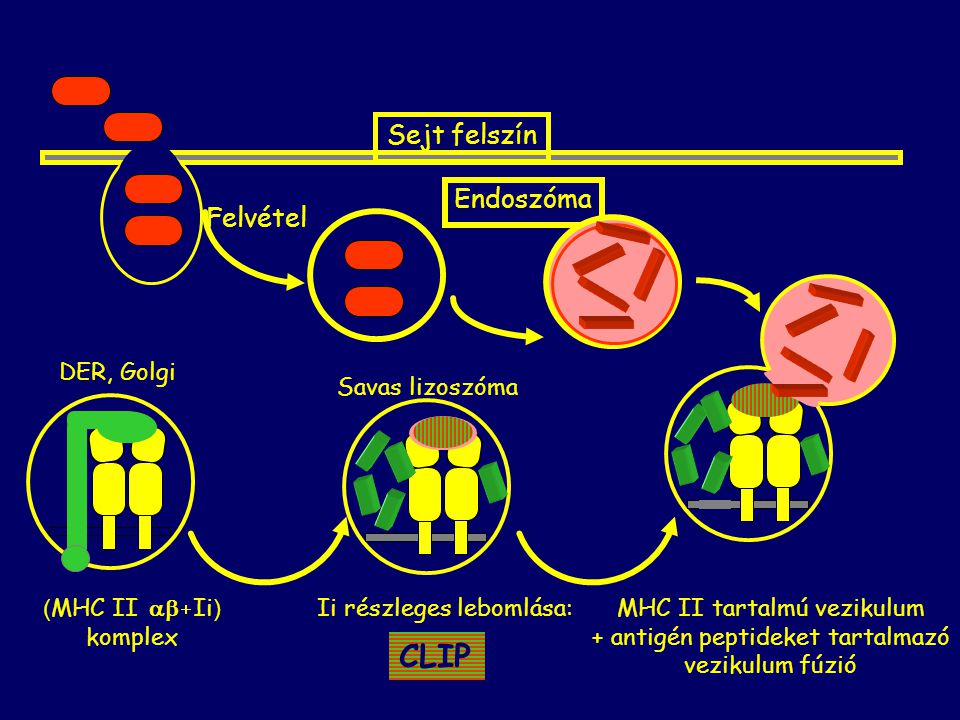 CLIP Sejt felszín Endoszóma Felvétel MHC II tartalmú vezikulum