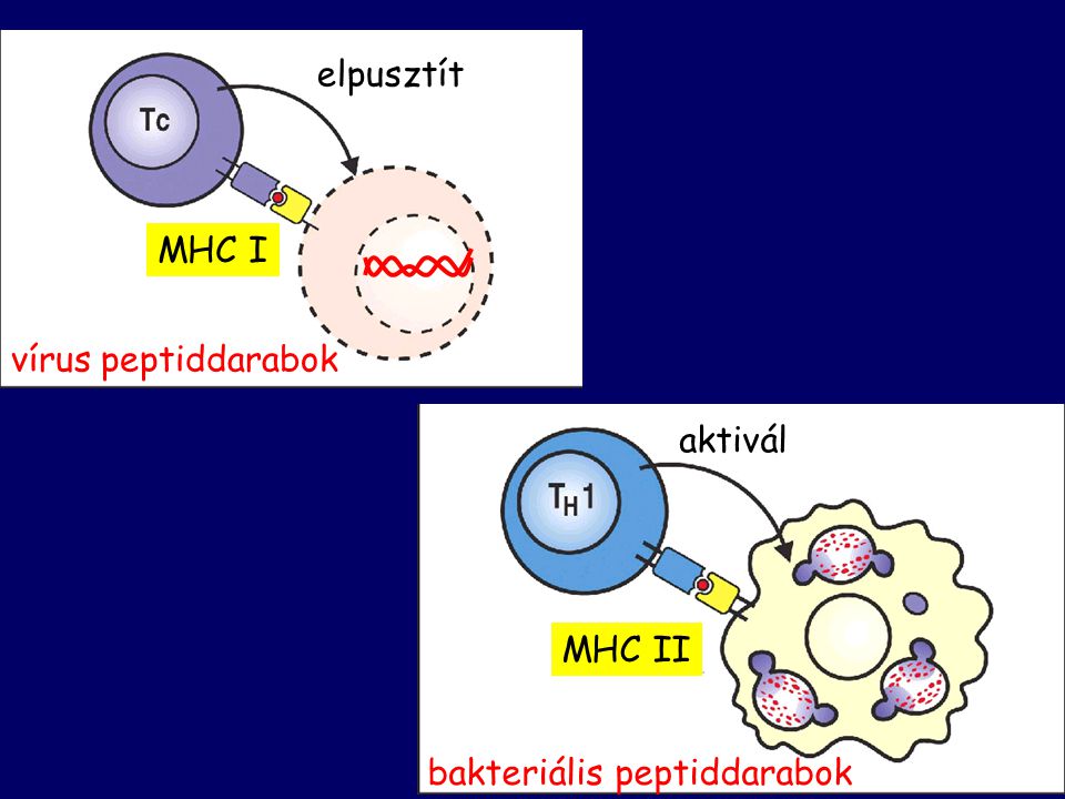 elpusztít MHC I vírus peptiddarabok bakteriális peptiddarabok MHC II aktivál