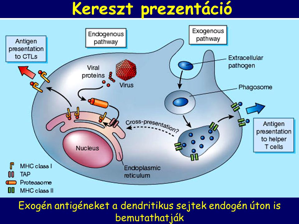 Exogén antigéneket a dendritikus sejtek endogén úton is bemutathatják