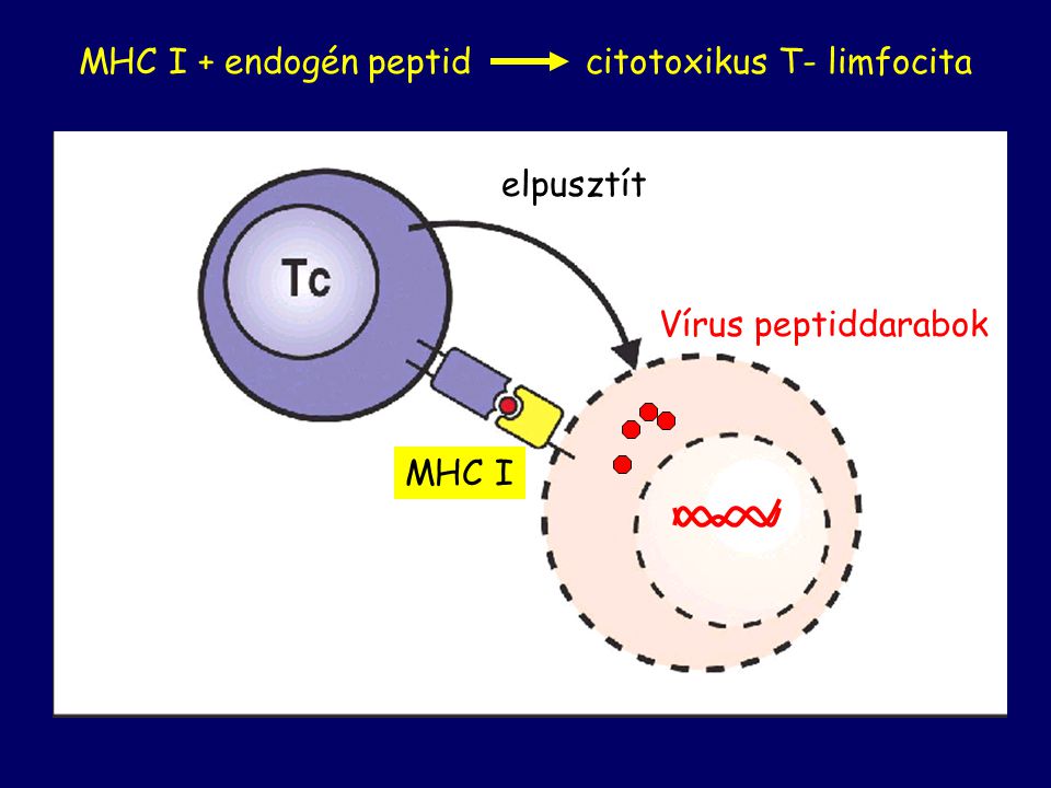 MHC I + endogén peptid citotoxikus T- limfocita