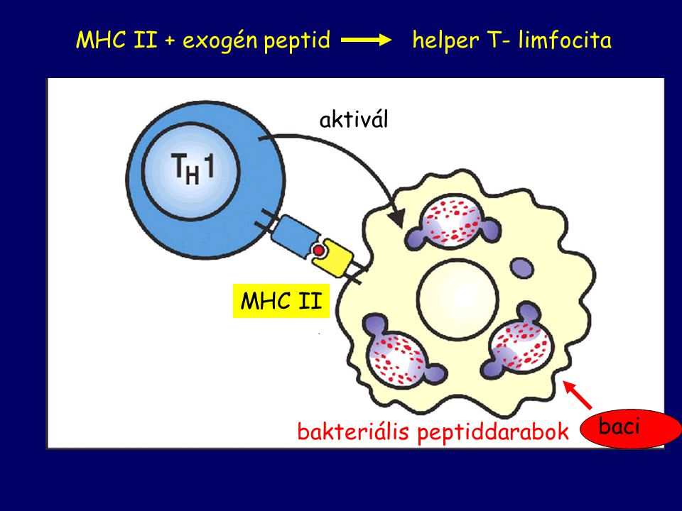 MHC II + exogén peptid helper T- limfocita