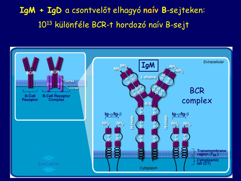 IgM + IgD a csontvelőt elhagyó naív B-sejteken: