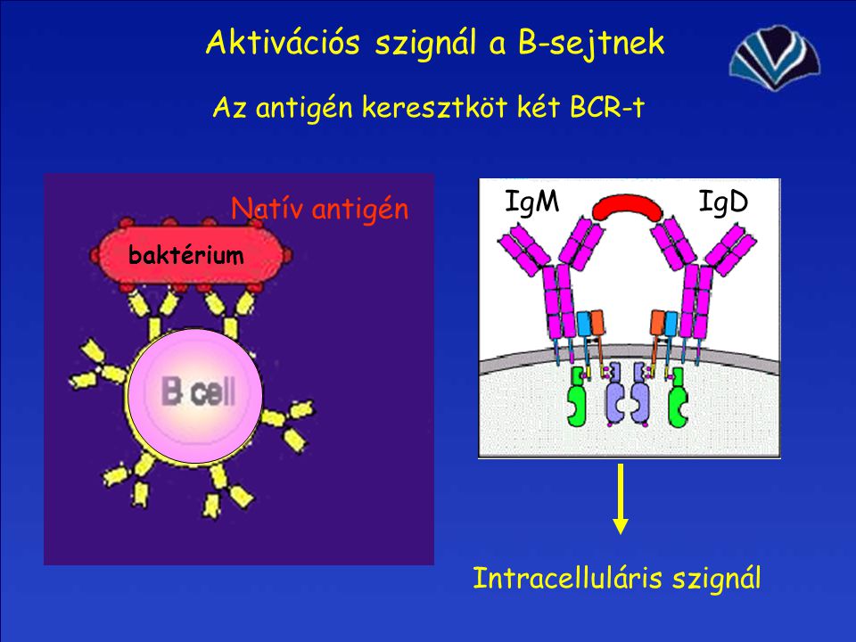 Aktivációs szignál a B-sejtnek