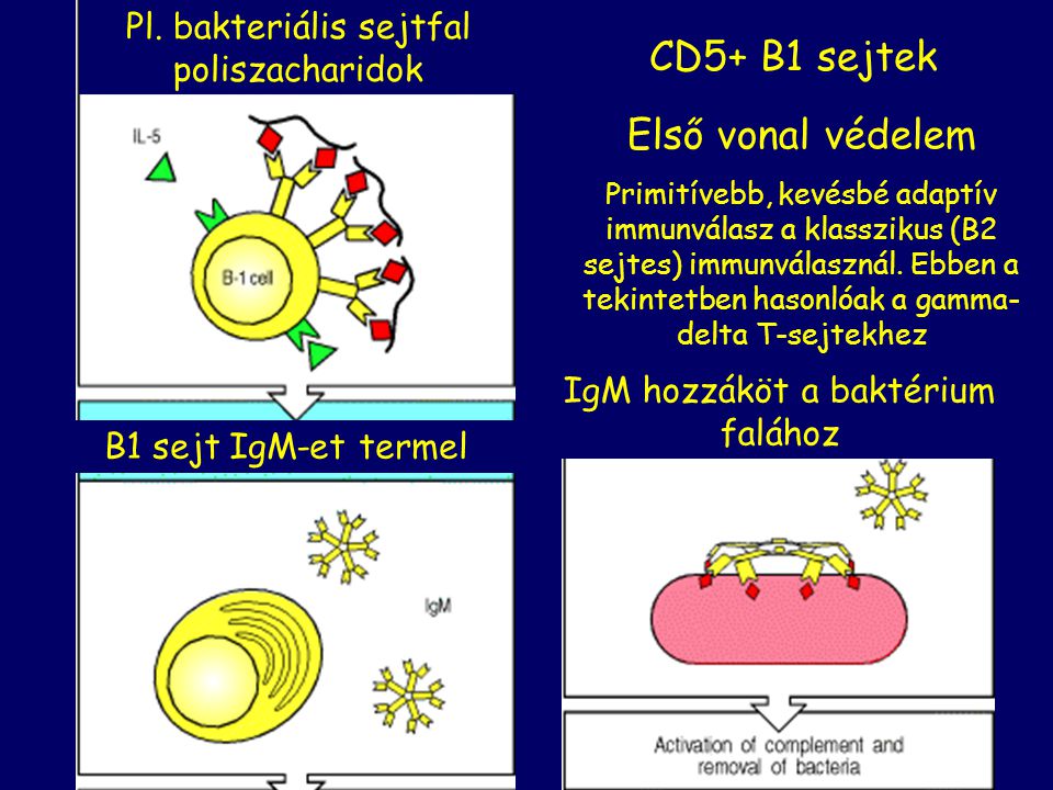 CD5+ B1 sejtek Első vonal védelem
