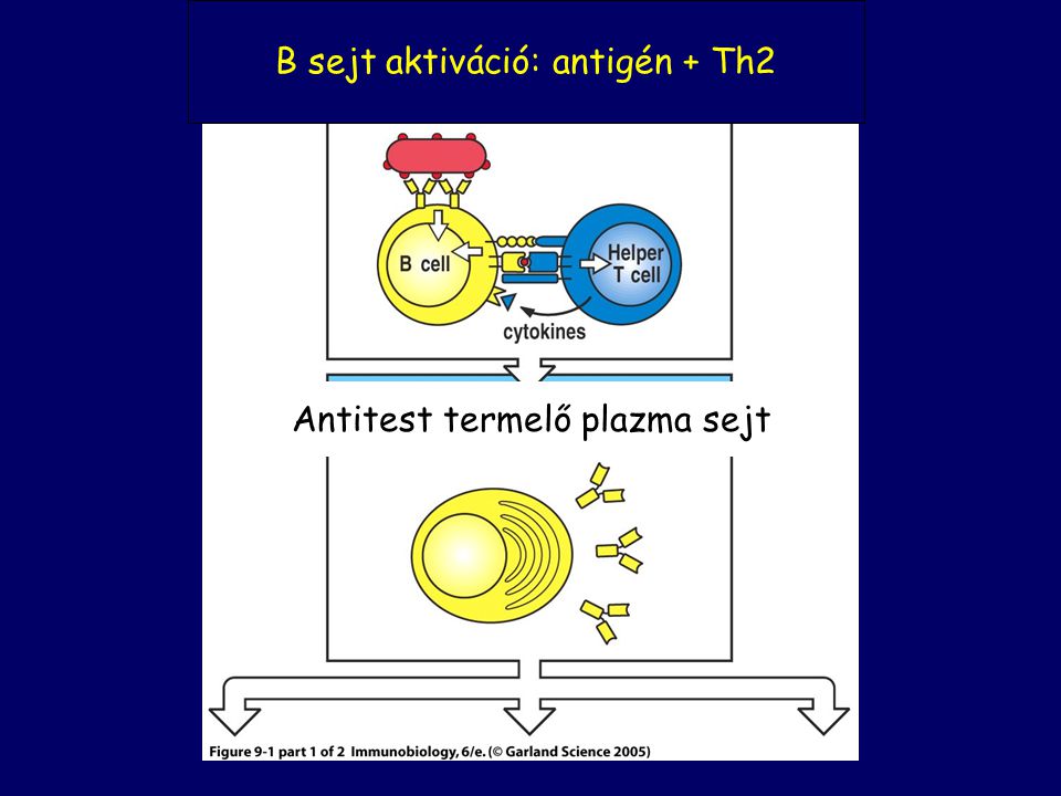 B sejt aktiváció: antigén + Th2