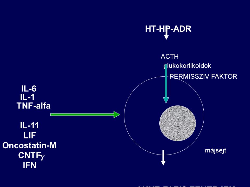 HT-HP-ADR IL-6 IL-1 TNF-alfa IL-11 LIF Oncostatin-M CNTF IFN