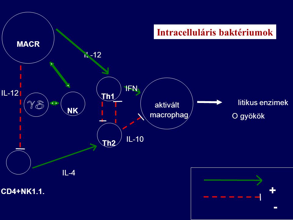 + - Intracelluláris baktériumok MACR IL-12 IFN IL-12 Th1