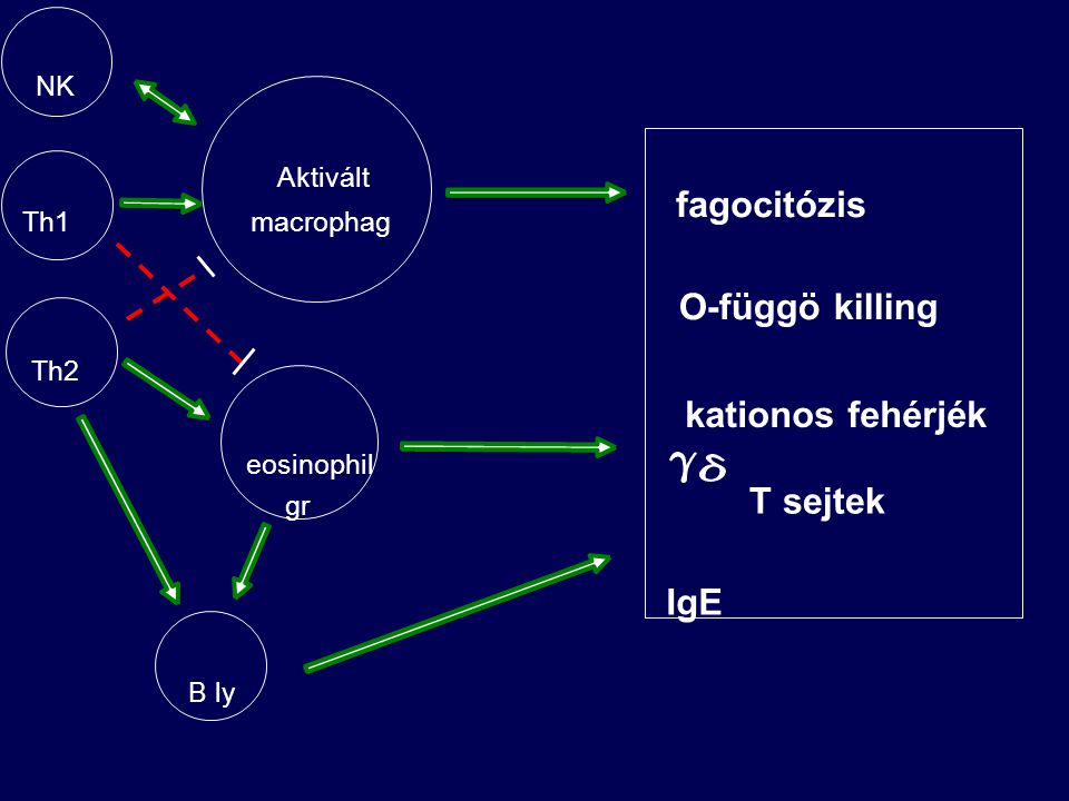 fagocitózis O-függö killing kationos fehérjék T sejtek IgE NK Aktivált