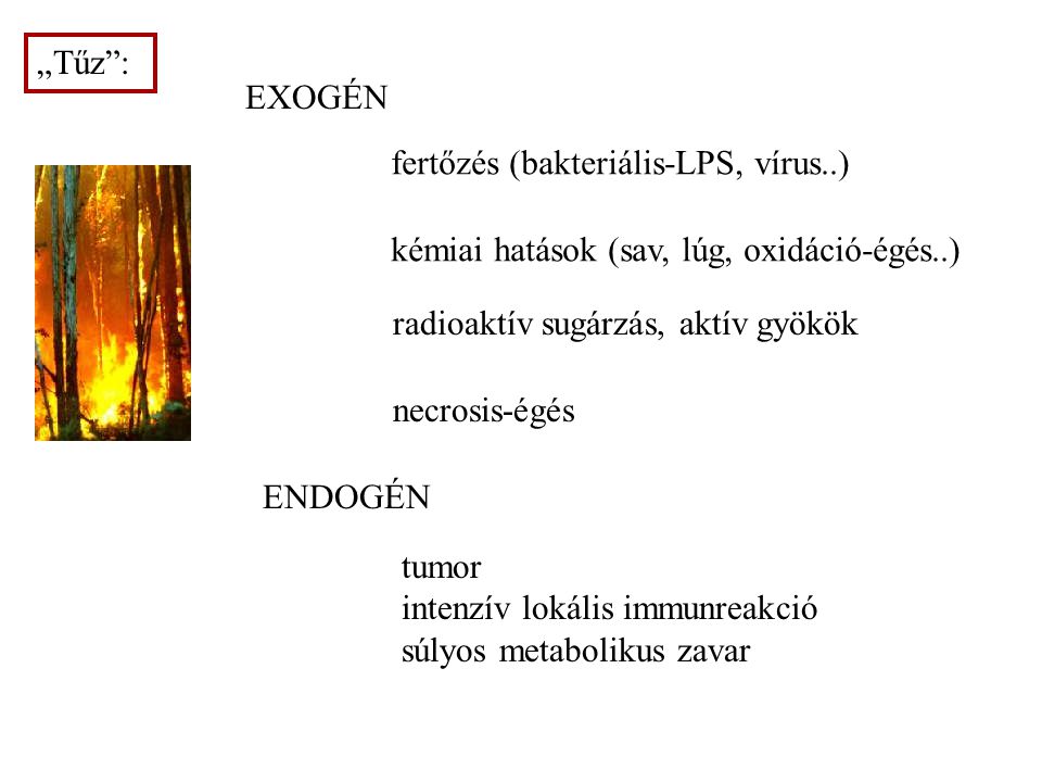 „Tűz : EXOGÉN. fertőzés (bakteriális-LPS, vírus..) kémiai hatások (sav, lúg, oxidáció-égés..) radioaktív sugárzás, aktív gyökök.