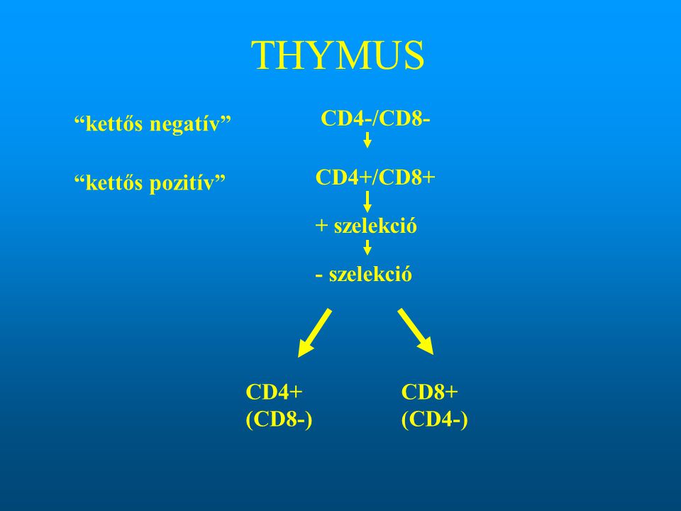 THYMUS CD4-/CD8- kettős negatív CD4+/CD8+ kettős pozitív