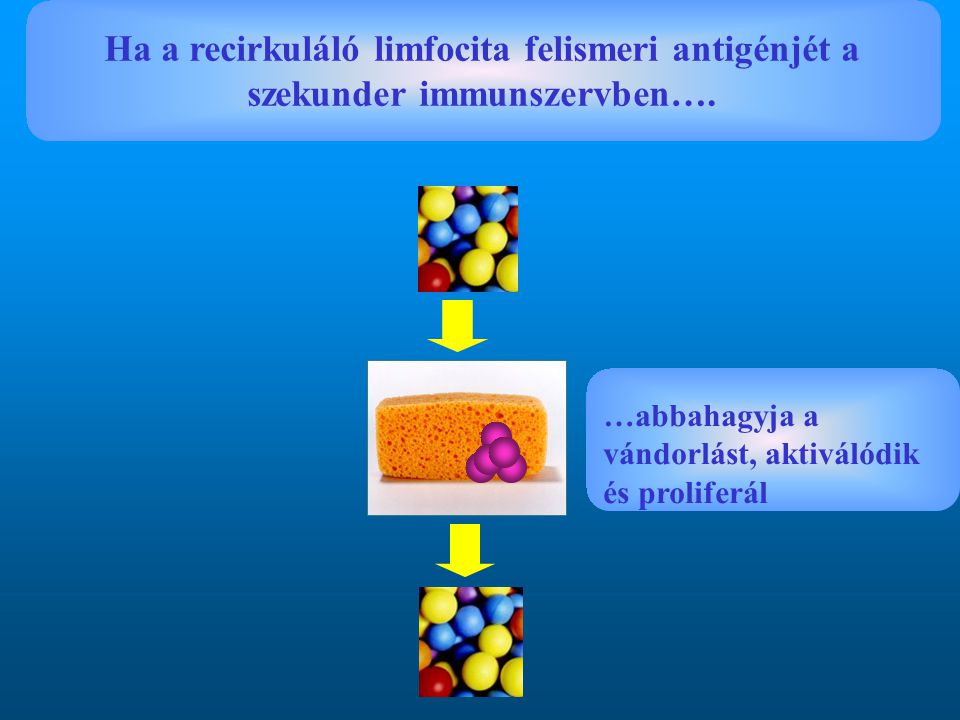Ha a recirkuláló limfocita felismeri antigénjét a szekunder immunszervben….