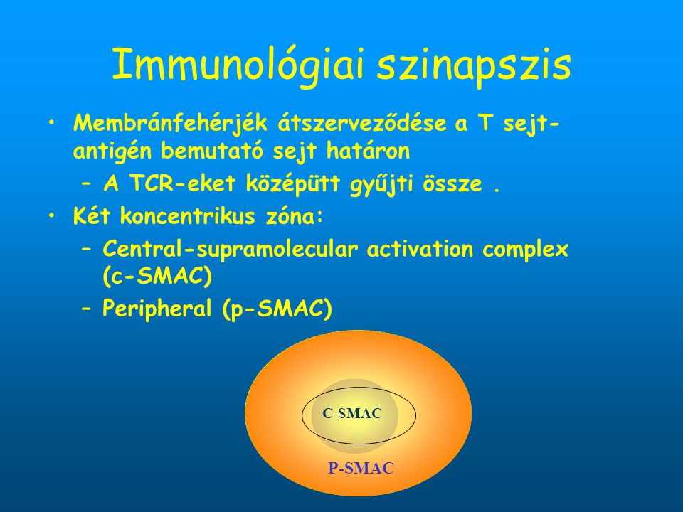 Immunológiai szinapszis