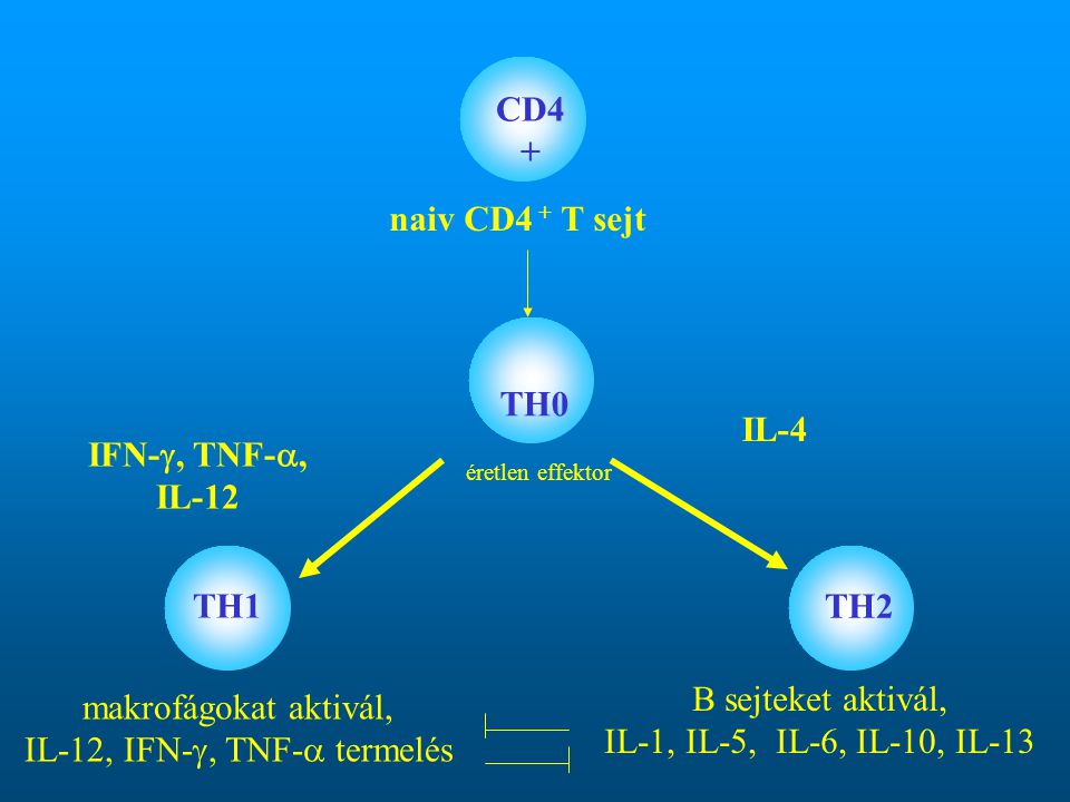 CD4+ naiv CD4 + T sejt TH0 IL-4 IFN-, TNF-, IL-12 TH1 TH2