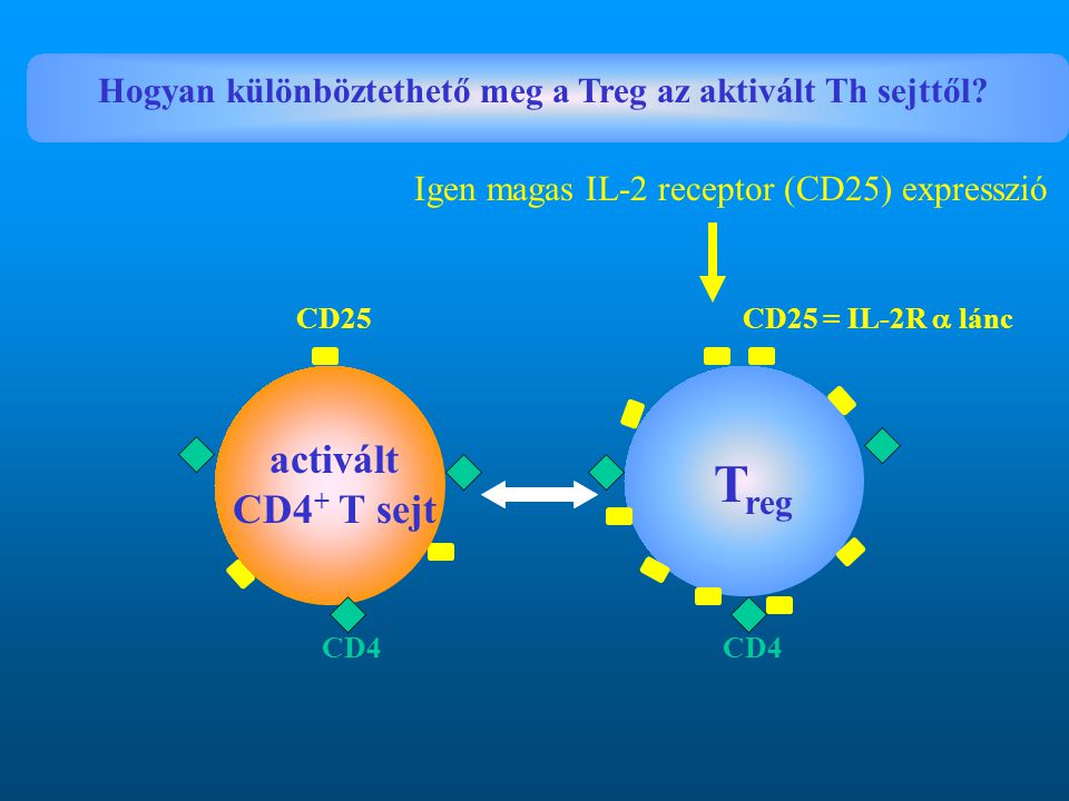 Hogyan különböztethető meg a Treg az aktivált Th sejttől