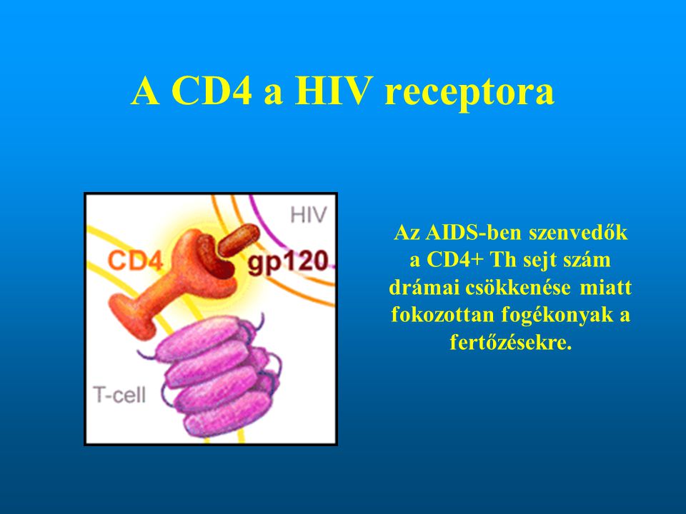 A CD4 a HIV receptora Az AIDS-ben szenvedők a CD4+ Th sejt szám drámai csökkenése miatt fokozottan fogékonyak a fertőzésekre.