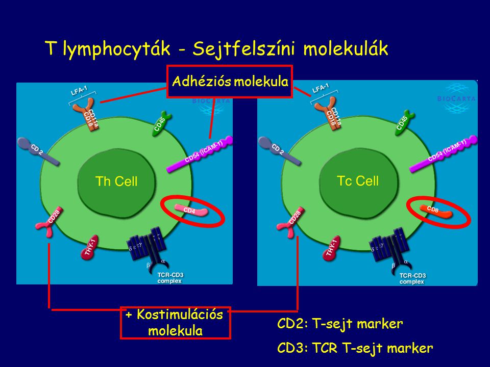T lymphocyták - Sejtfelszíni molekulák