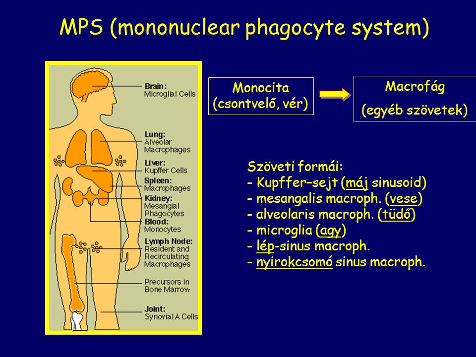MPS (mononuclear phagocyte system)