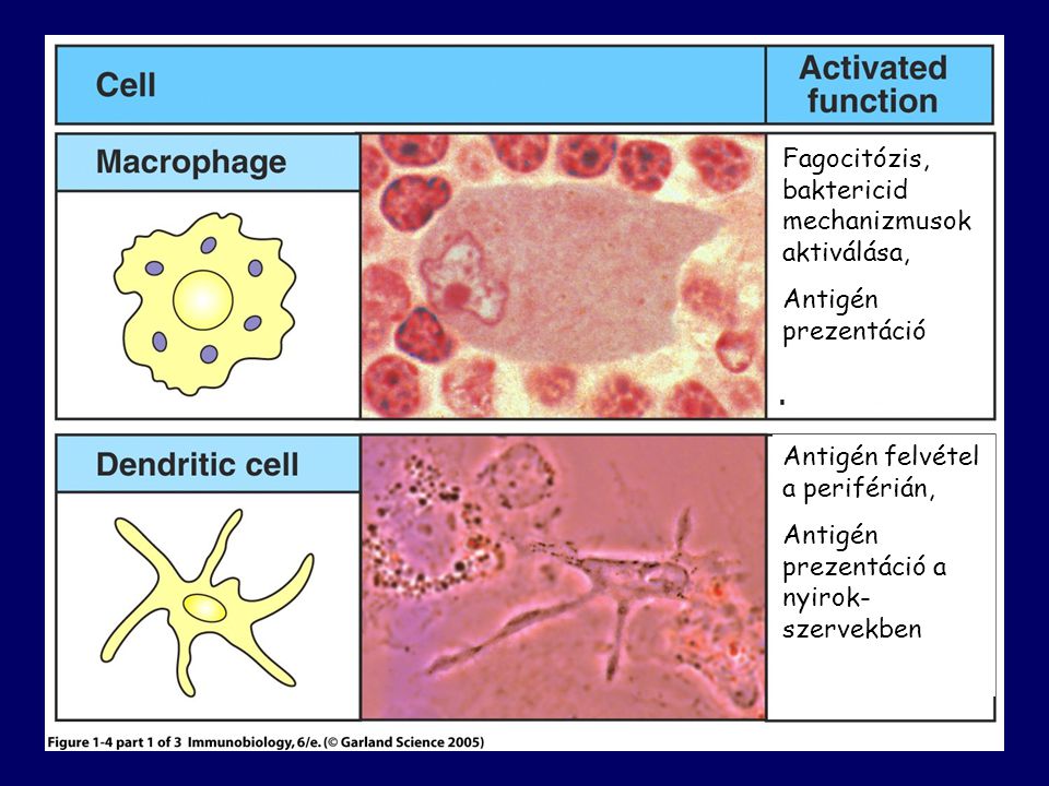 Figure 1-4 part 1 of 3 Fagocitózis, baktericid mechanizmusok aktiválása, Antigén prezentáció. Antigén felvétel a periférián,
