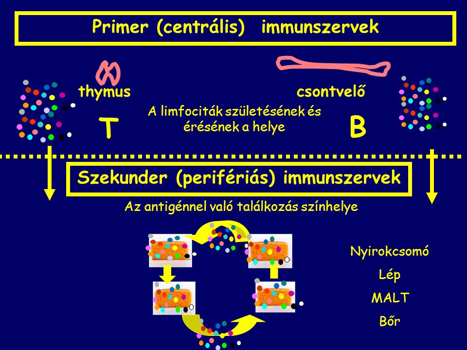 Primer (centrális) immunszervek Szekunder (perifériás) immunszervek