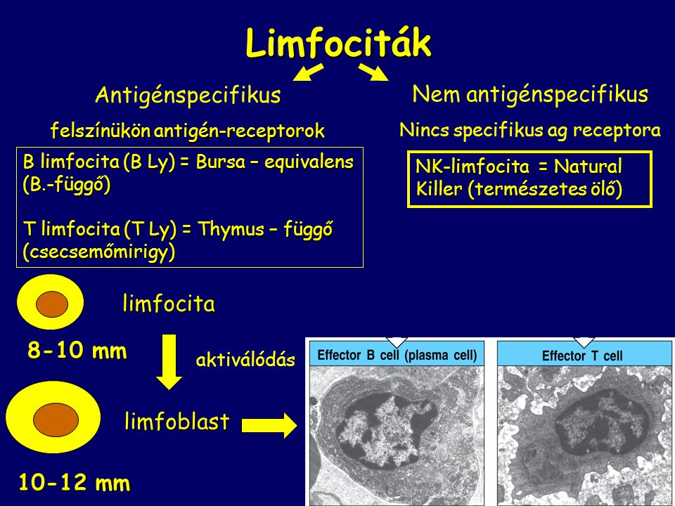 Limfociták Antigénspecifikus Nem antigénspecifikus limfocita 8-10 mm