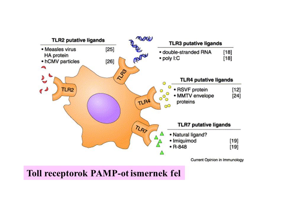 Toll receptorok PAMP-ot ismernek fel