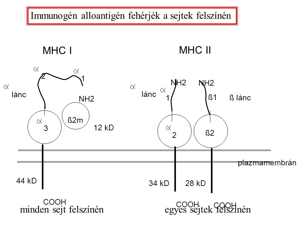 MHC I MHC II Immunogén alloantigén fehérjék a sejtek felszínén