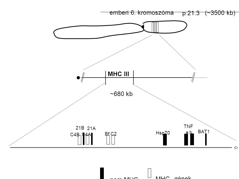 emberi 6. kromoszóma p 21.3 (~3500 kb) MHC III ~680 kb nem MHC- MHC