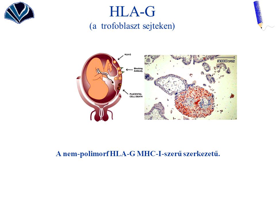 A nem-polimorf HLA-G MHC-I-szerű szerkezetű.