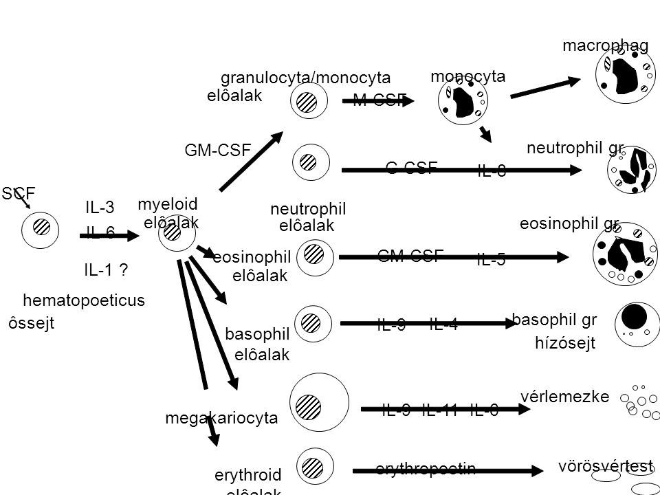 macrophag granulocyta/monocyta. monocyta. elôalak. M-CSF. GM-CSF. neutrophil gr. G-CSF. IL-8.