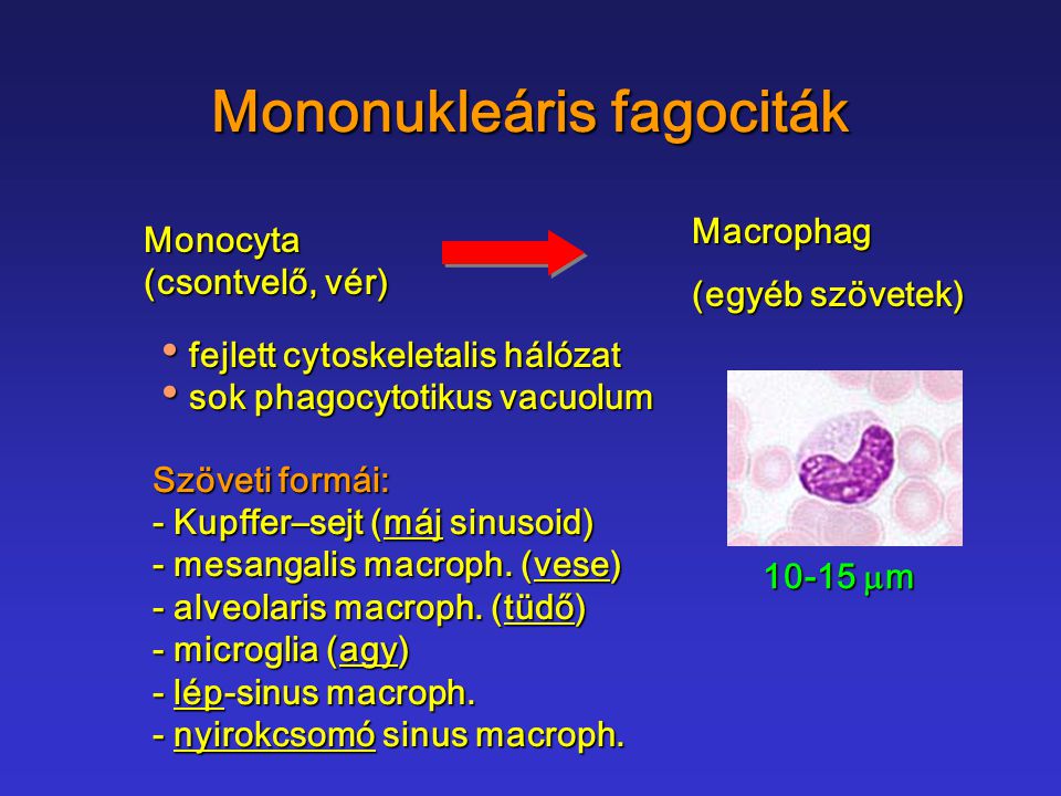 Mononukleáris fagociták