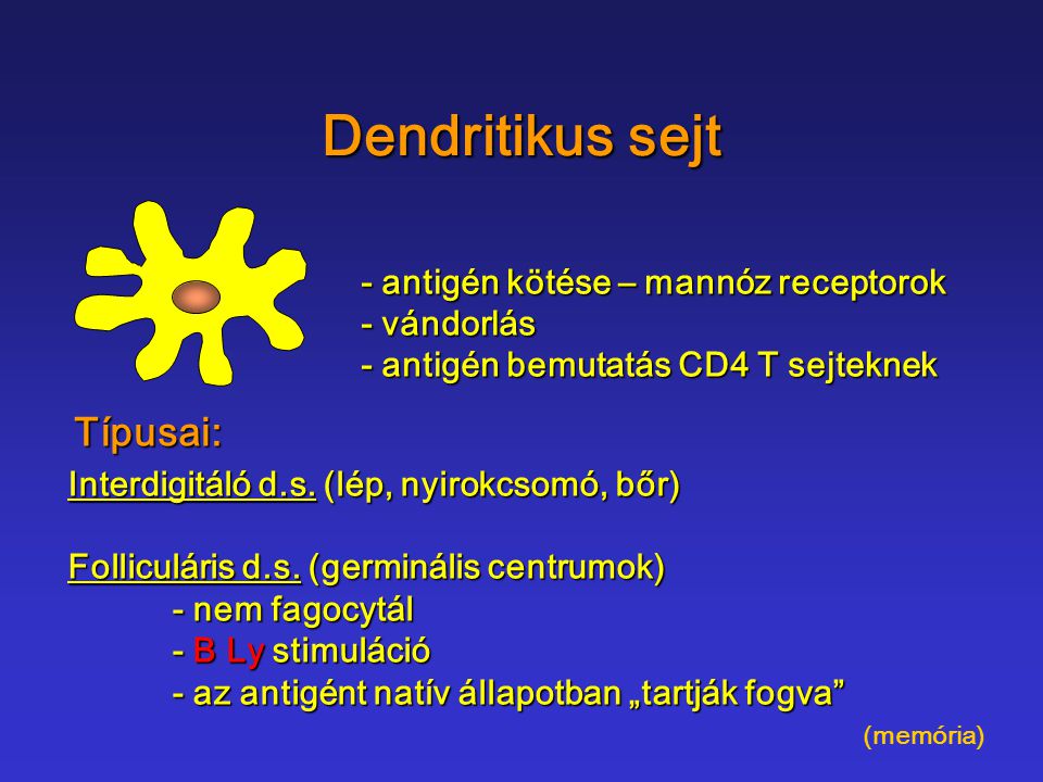 Dendritikus sejt Típusai: - antigén kötése – mannóz receptorok