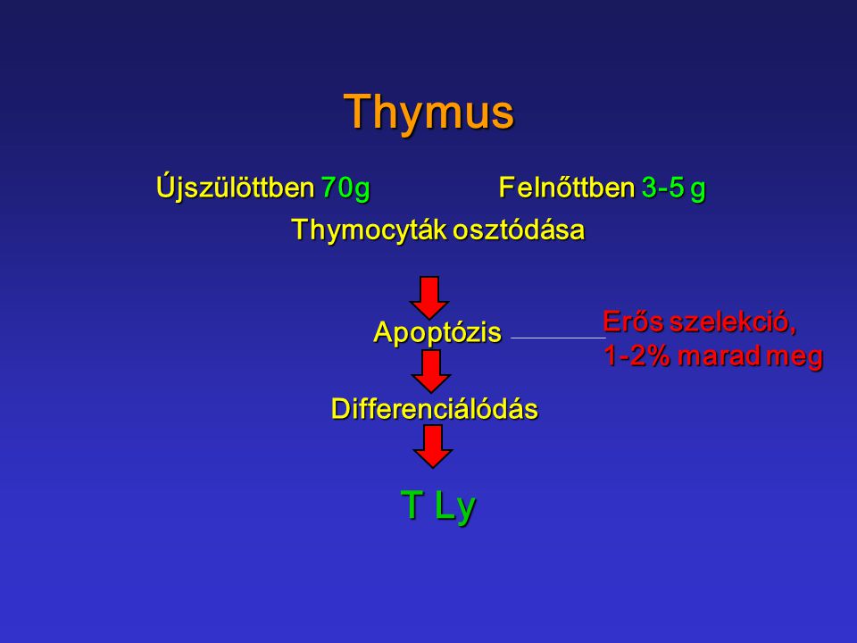 Thymus T Ly Újszülöttben 70g Felnőttben 3-5 g Thymocyták osztódása