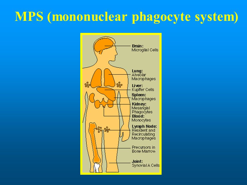 MPS (mononuclear phagocyte system)