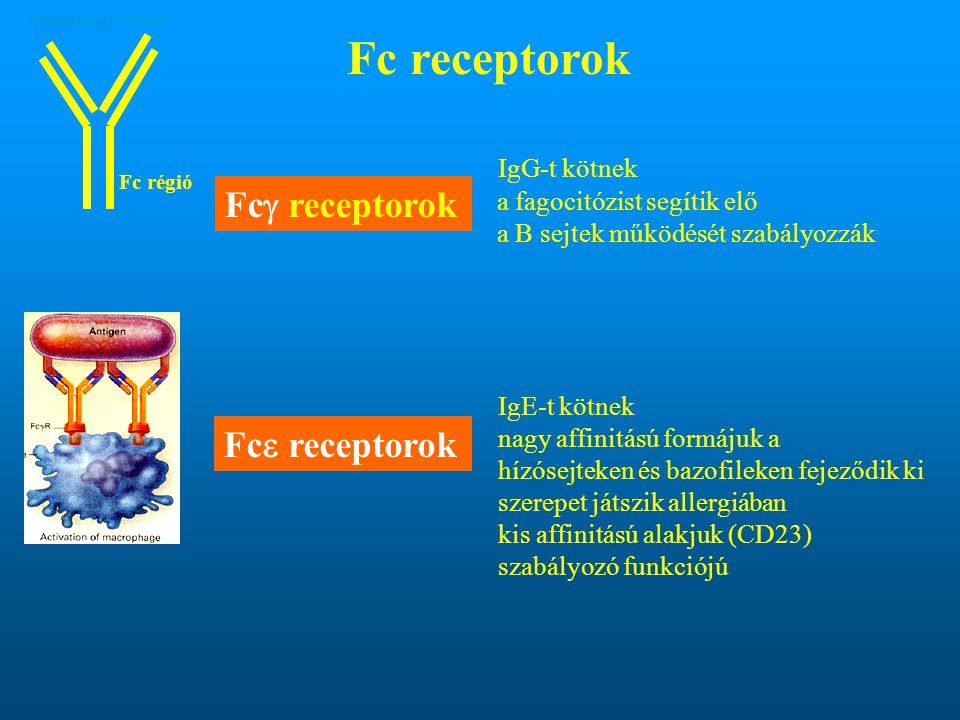 Fc receptorok Fcg receptorok Fce receptorok IgG-t kötnek
